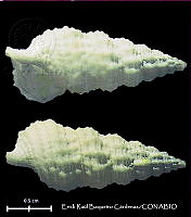 KT014 0450 Cerithium muscarum.JPG