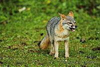 EGP0253 Urocyon cinereoargenteus.jpg