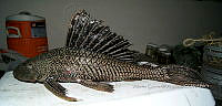 HE009 P 0141 Plecos.jpg