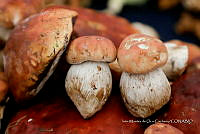 IMDOC Hong 0106 Boletus edulis.jpg