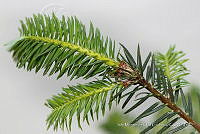 IMDOC 4827 Abies religiosa.jpg