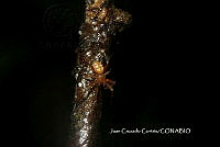 JCC0200 Araneidae.JPG