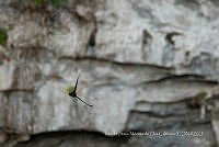 IMDOC3908 Hirundo rustica.jpg