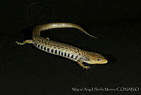 MASM01458 Gerrhonotus liocephalus.jpg