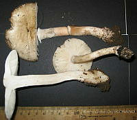 RGO0417 Amanita sp..JPG