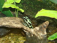 CGL0825 Dendrobates auratus.jpg