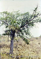 3799 Ficus goldmanii.jpg