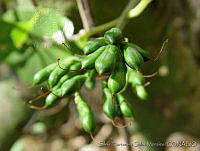 SHSM0012 Bravaisia integerrima.jpg