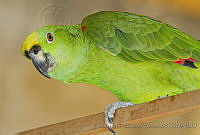CNS1339 Amazona auropalliata.jpg