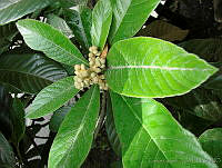 CGL0898 Eriobotrya japonica.jpg