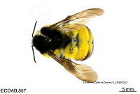 ME006 Abejas 0026 Bombus ephippiatus Say 1841.jpg