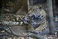 MASM04995 Panthera onca.jpg