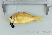 SGQ1286 Eucinostomus currani.jpg