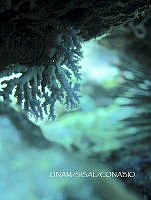 NE018 0488 Stylaster roseus.jpg