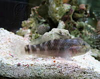 BDP0186 Lophogobius cyprinoides.jpg
