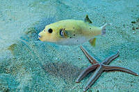 CNS1121 Arothron meleagris.jpg