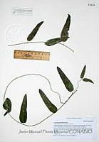 JMFM003 Cocculus diversifolius.JPG