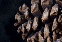 MASM03251 Pinus durangensis.jpg