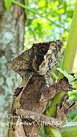 MN6TL0003 Corytophanes hernandesii.jpg