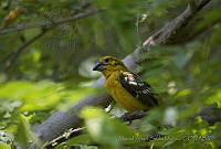 MASM05022 Pheucticus chrysopeplus.jpg