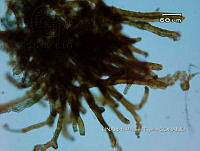 KT016 0037 Petalonema  sp..jpg