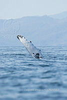 HJ6- 1799- Ballena jorobada (Megaptera novaeangliae) en Los Morros de Barra de Potosí.jpg