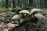 IAGR02 Agaricales.jpg