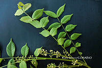 ME010 KV 01004 Trichilia hirta L., 1759_.JPG