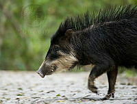 AB002 Tayassu pecari.jpg