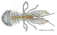 NE018 1274 Upogebia acanthura_D.jpg