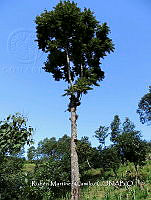 JF092 1278 Cedrela tonduzii.jpg