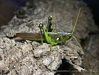 LBL0349 Schistocerca albolineata.jpg