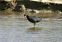 CNS0408 Fulica americana.jpg