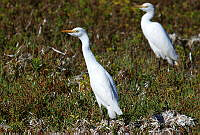 VOAP0008 Ardea ibis.jpg