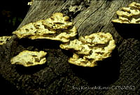4007 Fungi.jpg