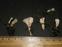 RGO0142 Sistotrema confluens.JPG