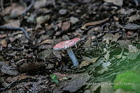 ZAPF 0770 Russula emetica.jpg