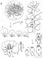 AD0004 Pereskiopsis rotundifolia.jpg