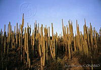 JHC0200 Zapotitlán, Puebla.jpg