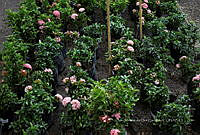 IMDOC 5816 Ixora enana rosa.jpg