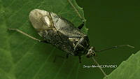 SM0283 Lygus rugulipennis.jpg