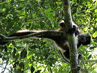 TDJOM003 Ateles geoffroyi.jpg