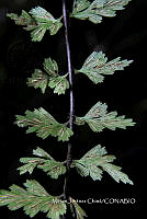 Zautla 0279 Asplenium praemorsum.jpg