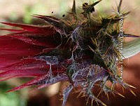 OTVBK029 1321 Cirsium anartiolepis.jpg