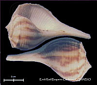 KT014 0438 Busycotypus plagosus.JPG