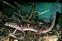 HBB0084 Coleonyx elegans.jpg