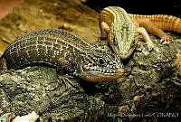 MDL0045 Barisia imbricata.jpg