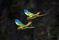 EGT12 Ara militaris.jpg