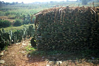 EHX0411 Opuntia sp..JPG