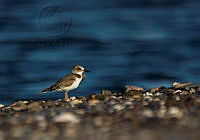 26. Chorlo de Pico Grueso (Charadrius wilsonia)_MiguelASicilia.jpg